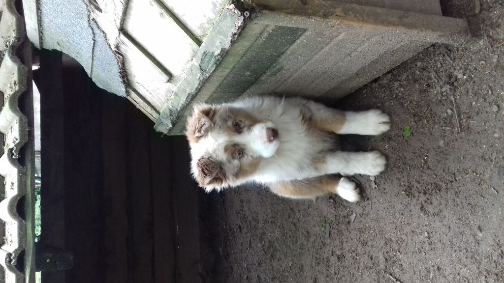 RESTE UN CHIOT DISPONIBLE MALE ROUGE MERLE