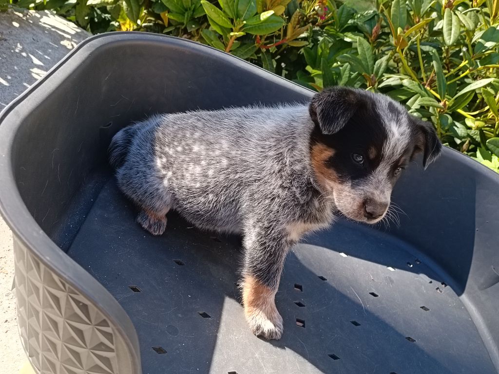 Chiot mâle bouvier australien bleu à réserver