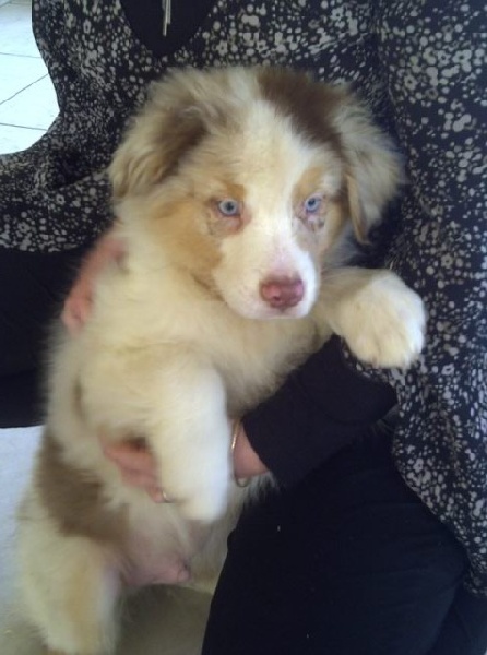 of The Feerique World - Berger Australien - Portée née le 24/11/2011